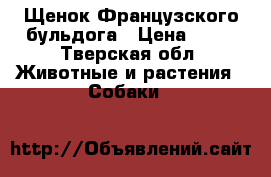   Щенок Французского бульдога › Цена ­ 10 - Тверская обл. Животные и растения » Собаки   